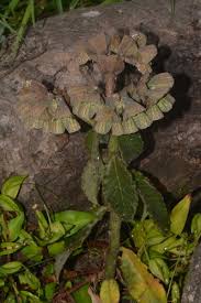 Image result for Euphorbia neoglaucescens