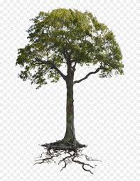 Maybe you would like to learn more about one of these? Tree And Roots Png Tree And Root Png Transparent Png 764x1045 483139 Pngfind