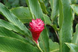Ginger Plant Flower From Hawaii Ginger Plant Flower Ginger Plant Planting Flowers