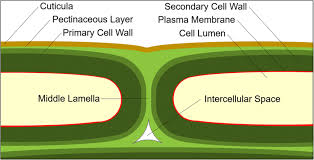 Middle lamella is composed mainly of (aipmt 2009). Location Of Pectic Cell Wall Layers Scheme Depicts The Physiological Download Scientific Diagram