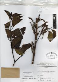 Image result for Helixanthera