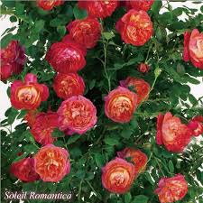 ソレイユ ロマンティカ（S)(Soleil Romantica) - バラのWEBカタログ - 京阪園芸ガーデナーズ