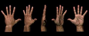 Image result for Normal Anatomic Position of the Hand and Wrist