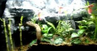 Avatar Inspired Dart Frog Vivarium Youtube Dart Frog Vivarium Dart Frog Garden Terrarium