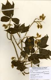 Image result for Merremia pterygocaulos