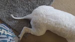 Local dog owner upset after bad grooming