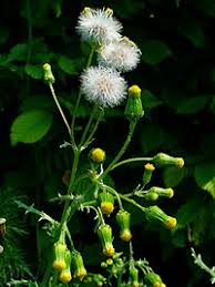 Image result for Senecio auriculatissimus