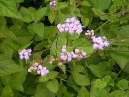 Ageratum Conyzoides L Indringer Ageratum Plants Image
