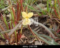 Image result for Chamaecrista comosa