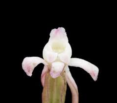 Image result for Satyrium longicauda