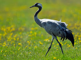 Kranich (west allis, wisconsin), who passed away on april 12, 2021, leaving to mourn family and friends. Kraniche Beobachten In Mecklenburg Vorpommern Reise