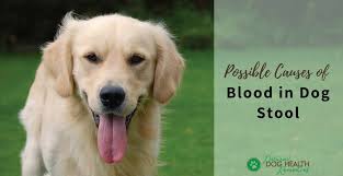How to prevent bloody diarrhea in dogs. Causes Of Blood In Dog Stool And Home Remedies