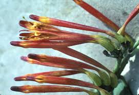 Image result for Agelanthus gracilis