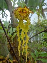 Image result for Monodora