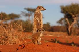 Image result for Kalaharia uncinata