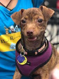 Adopt Colin On Petfinder Shelter Dogs Adoption Dog Adoption Dachshund Pets