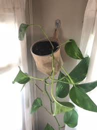 The 8 Best Ways To Hang Rv Wall Decor No Drilling Required Rv Inspiration Hanging Plants Hanging Plants Diy Hanging Plant Wall