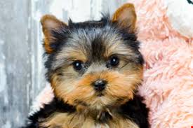 Find the perfect puppy for you and your family. Yorkie Puppies For Sale