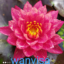 Image result for Nymphaea cf. mexicana