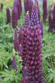 A few garden pots filled with lush and colorful plantings can really. Lupinus Masterpiece Pbr Lupin Purple Flowers Garden Plants Uk Shade Flowers