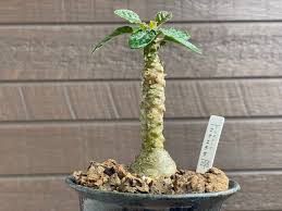 ドルステニア・フォエチダの育て方‐おーきっどblog