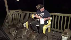 How can i get rid of them? A Generous Man Happily Feeds A Group Of 17 Hungry Raccoons Gathered On His Back Porch In Nova Scotia