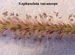 Image result for Setaria sphacelata