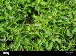 Image result for Urticaceae