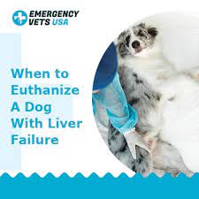 In this article we will talk about liver failure in dogs, and try to help guide you on how to know when it may be for instance, certain types of cancers can slowly take over until there is not much that can be done for them except. When To Euthanize A Dog With Liver Failure Making That Hard Choice