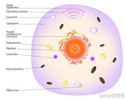 Among animals, only nematodes appear to require rdrps for rnai. What Is Total Rna With Picture