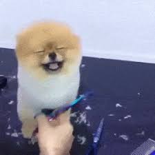 Bad haircut hairs style people fashion funny pictures fun images bajiroo photo humor 17 funny hairstyle you never seen before the best haircuts for thick, straight hair range from long and loose to simple bobs and pixie cuts. 10 Reasons To Get A Short Haircut Why You Shouldn T Be Afraid To Cut Your Hair
