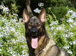 Top brushes for german shepherds the type of brush you'll get will largely depend on the type of coat your german shepherd has. Different Types Of Short Haired German Shepherds Pethelpful