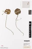 Image result for Nymphoides thunbergiana