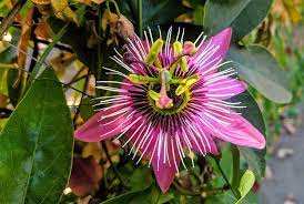 Pin On Herbalism The Powerful Health Benefits Of Herbs