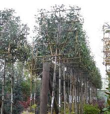 Maybe you would like to learn more about one of these? Pleached Trees For Screening Paramount Plants Uk