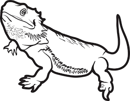 There are three main categories of colors: Printable Lizard Coloring Page For Kids 5 Supplyme