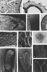 Image result for Phylohydrax