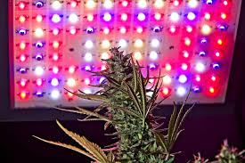 Maybe you would like to learn more about one of these? Full Spectrum Lighting For Growing Cannabis Ctu