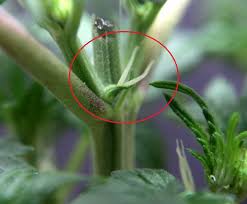 Females will eventually develop long, wispy hairs that male plants do not have. Female And Male Marijuana Plants Marijuana Seed Banks