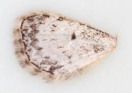 Image result for Eupithecia subumbrata