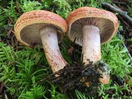 Image result for Lactarius mutabilis