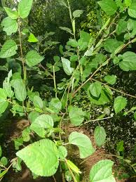 Image result for Corchorus aestuans