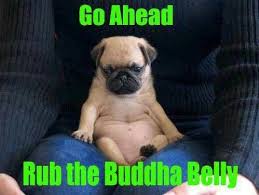 Go Ahead Rub The Buddha Belly Baby Pugs Pugs Funny Cute Pugs