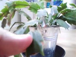 The christmas cactus (botanical name schlumbergera bridgesi, formerly zyyocactus truncatus) is temperature: Pruning A Christmas Cactus Youtube