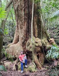 Image result for Meiostemon tetrandrus