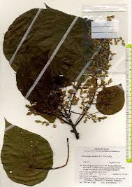 Image result for Macaranga schweinfurthii