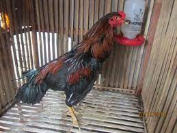 Wisata baru di kabupaten kediri jawa timur. Peternak Ayam Bangkok Ngampel Papar Kediri Kediri Jawa Timur Peternakan Ayam Bangkok Kediri Jawa Timur Tentang Kolam Kandang Ternak