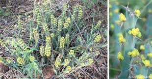 Image result for Euphorbia schinzii