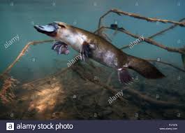 Platypus Or Duck Billed Platypus Ornithorhynchus Anatinus Swimming Underwater In A River It S A Semi Duck Billed Platypus Australian Native Animals Platypus