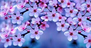 The leaves are divided into three segments and the flowers, produced on short stems, are held above the foliage with one flower per stem. Most Beautiful Flowers List List Of Top Ten